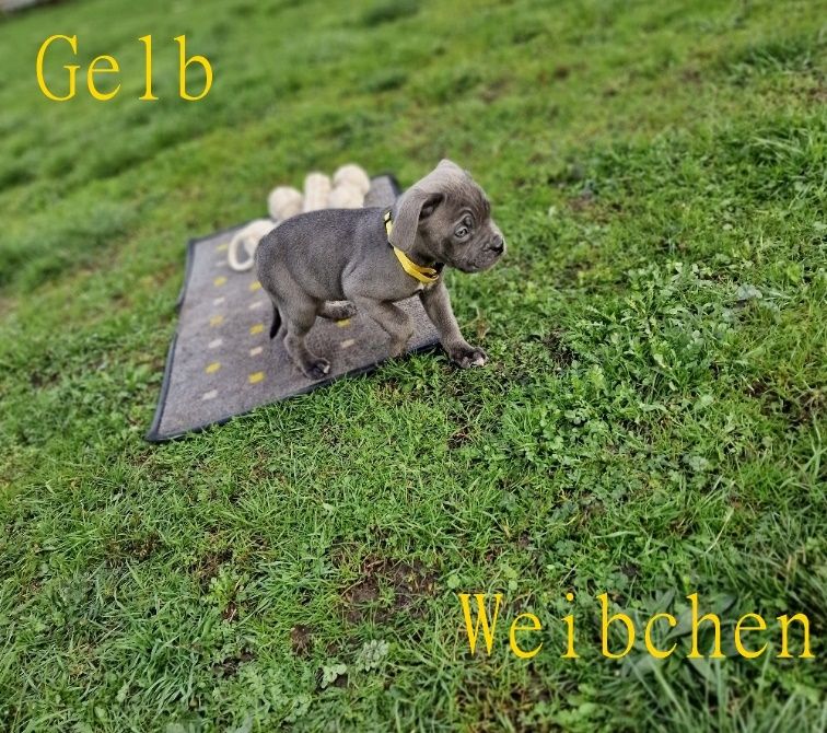 Cane Corso Welpen Cane Corso Welpen
