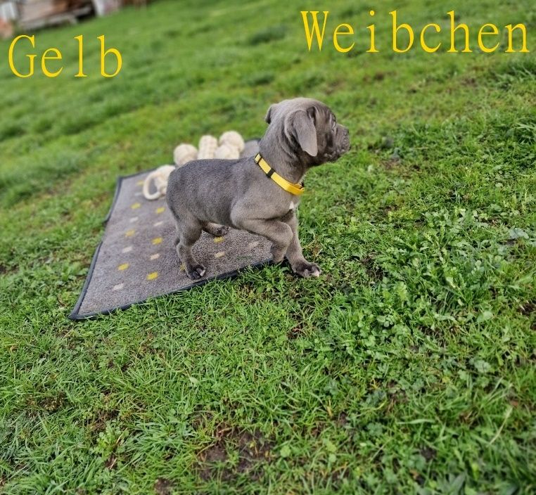 Cane Corso Welpen Cane Corso Welpen