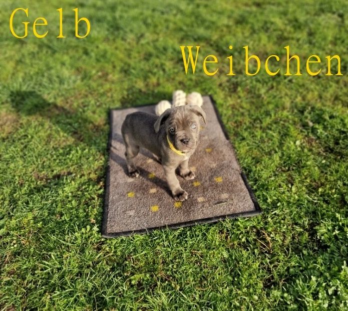 Cane Corso Welpen Cane Corso Welpen