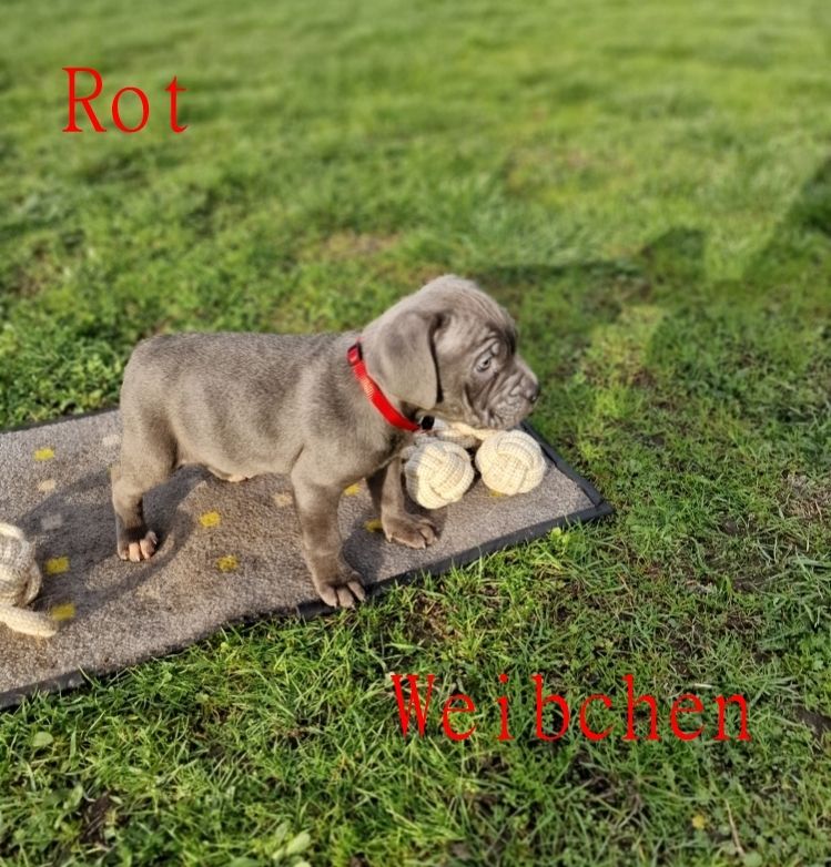 Cane Corso Welpen Cane Corso Welpen