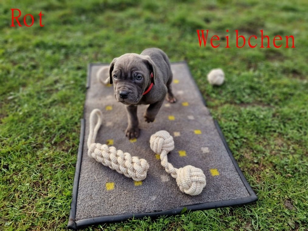 Cane Corso Welpen Cane Corso Welpen