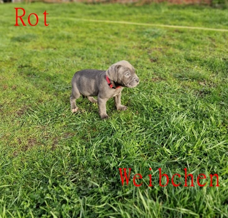 Cane Corso Welpen Cane Corso Welpen