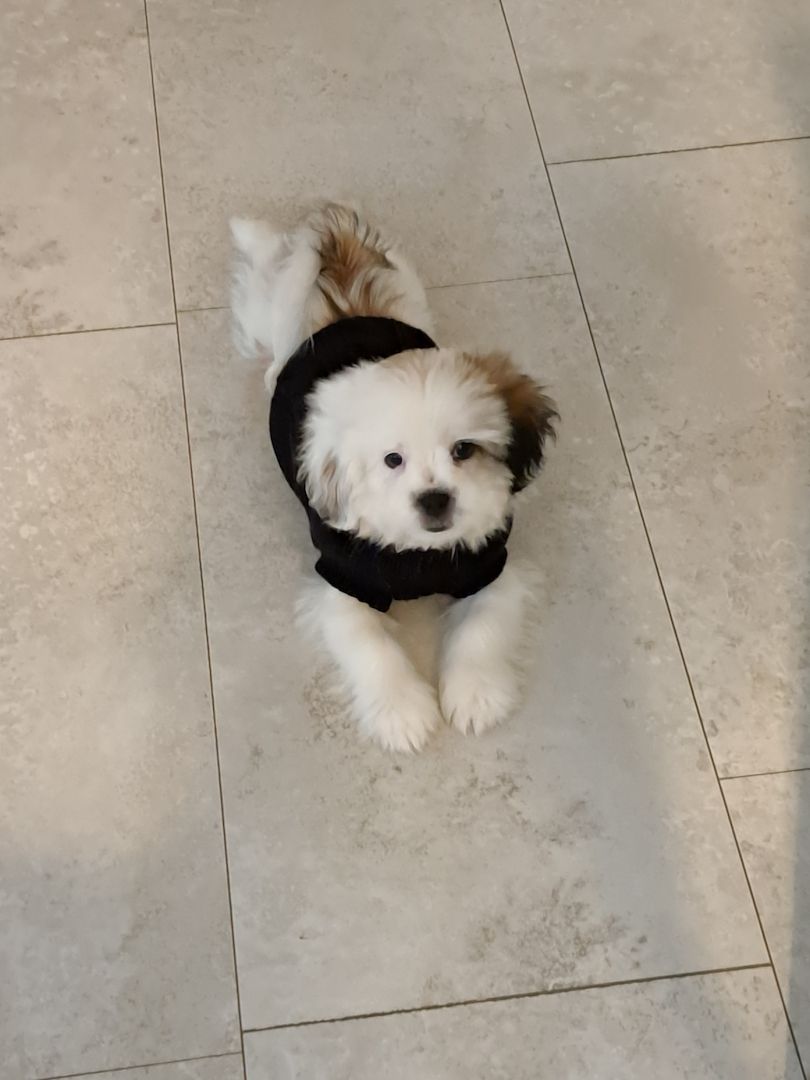 Rüde Shih Tzu Bolonka