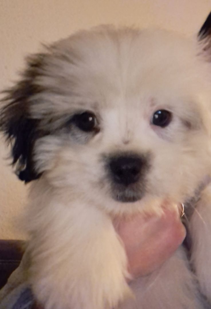 Rüde Shih Tzu Bolonka