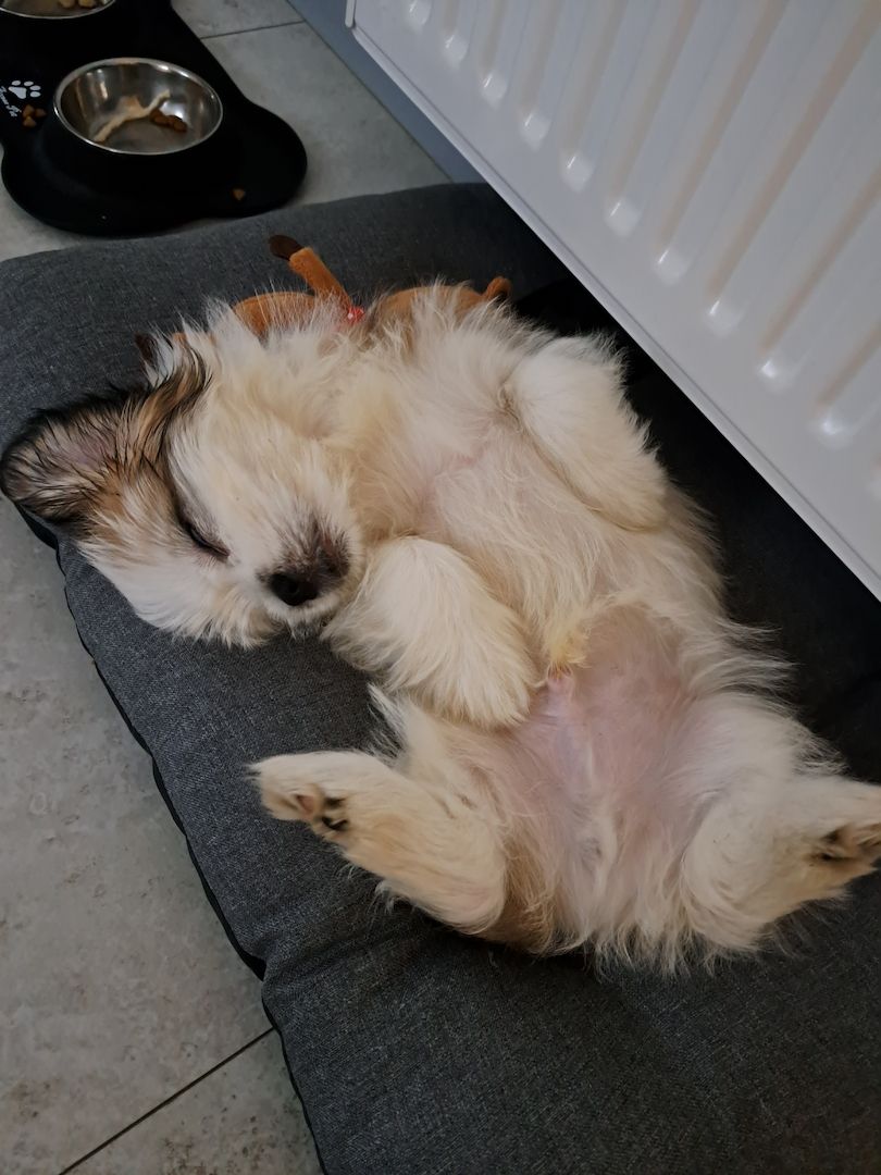 Rüde Shih Tzu Bolonka