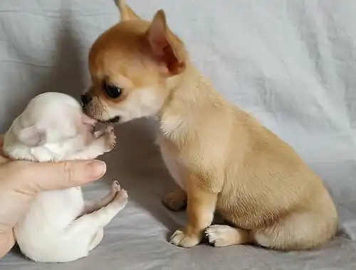 Wunderschöne Chihuahua-Welpen
