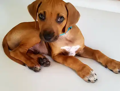 Entzückende Rhodesian Ridgeback Welpen