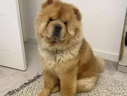 Schöne Chow-Chow-Welpen