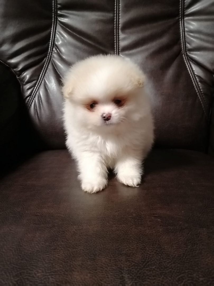 Reinrassige Pomeranian Welpen ab sofort abhollbereit