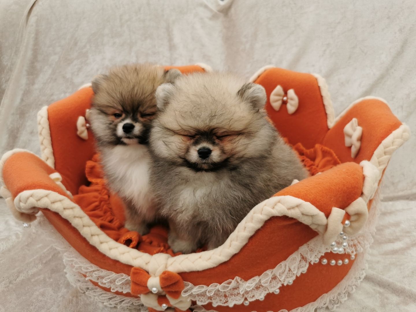 Reinrassige Pomeranian Welpen ab sofort abhollbereit