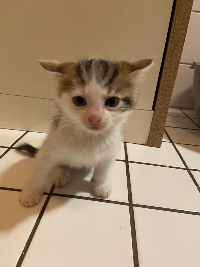 Katzen kitten