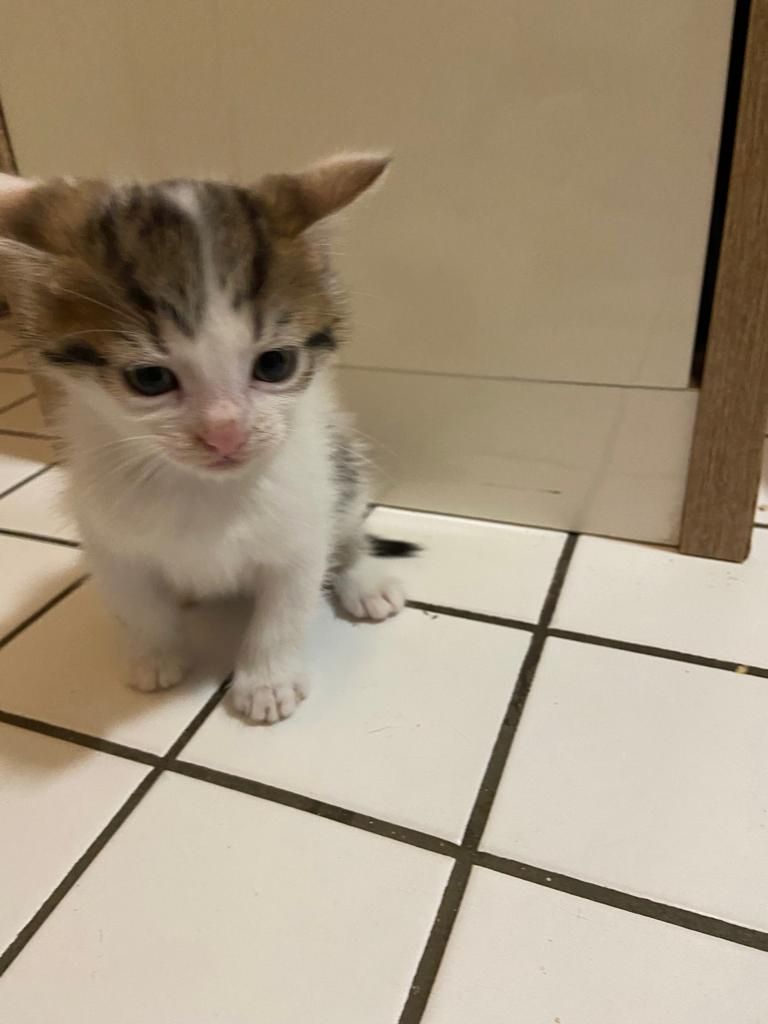 Katzen kitten
