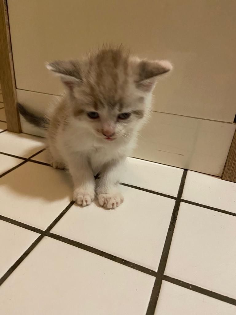 Katzen kitten
