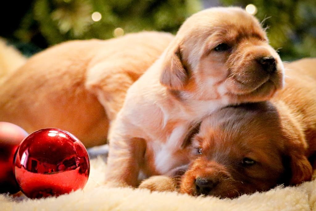 Labrador Welpen foxred