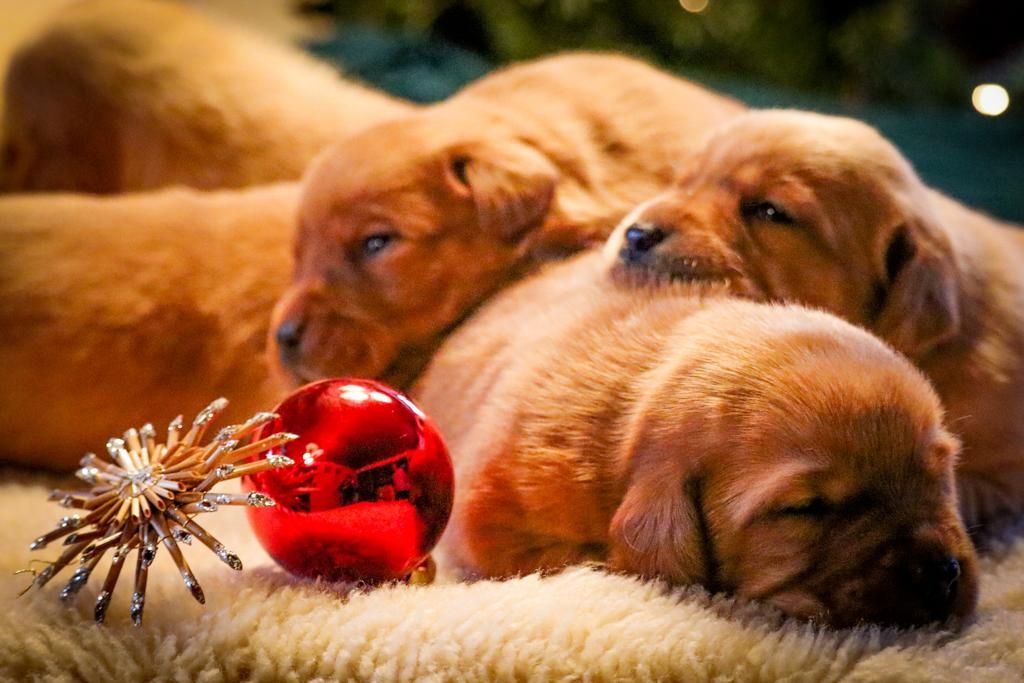 Labrador Welpen foxred