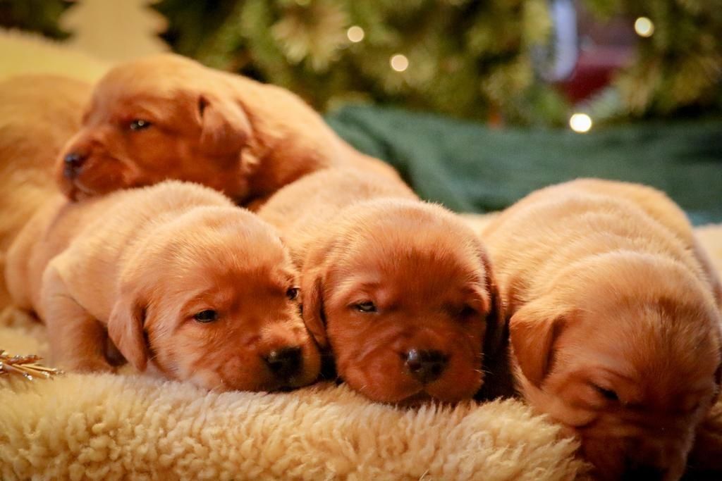 Labrador Welpen foxred