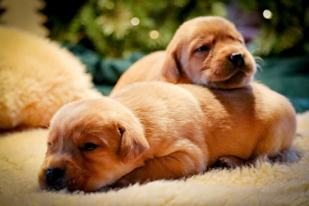 Labrador Welpen foxred