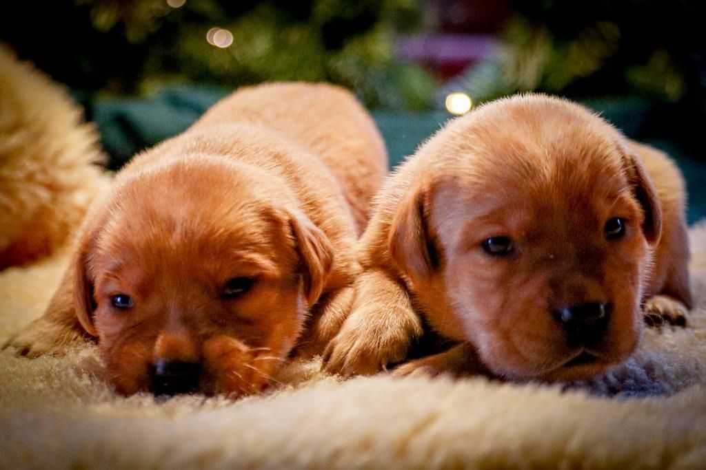 Labrador Welpen foxred