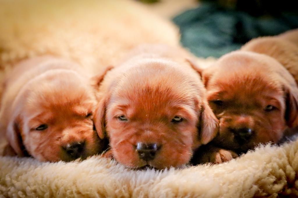 Labrador Welpen foxred