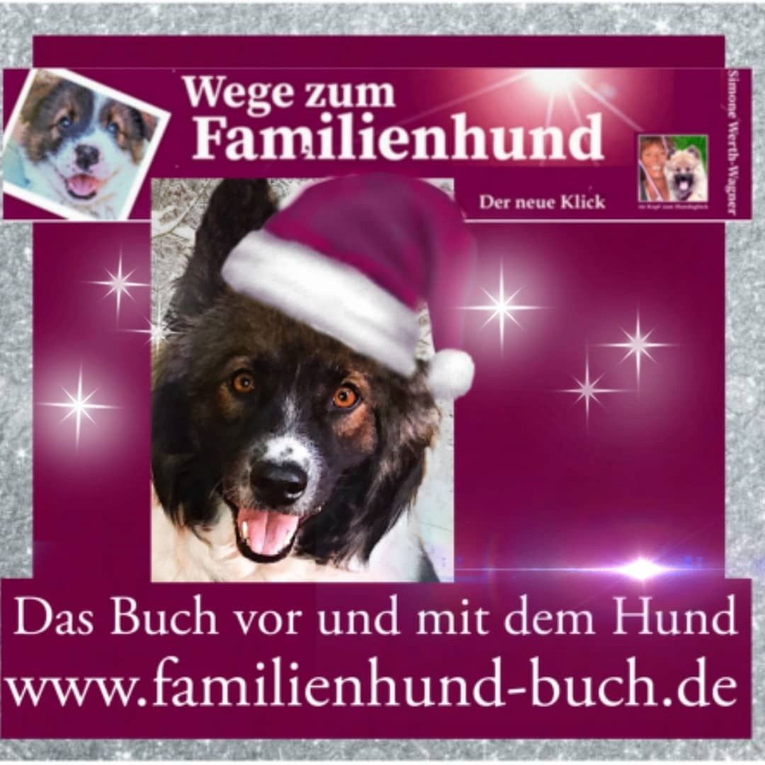 Buch Welpe, Hund, Mischling, Rasse