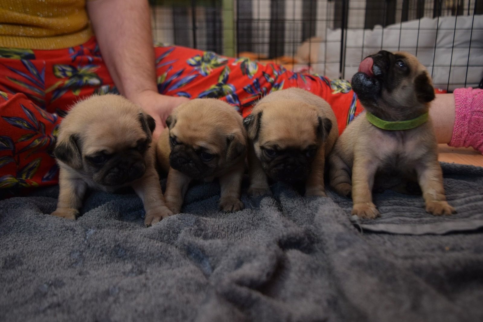 Mops babys Mops babys