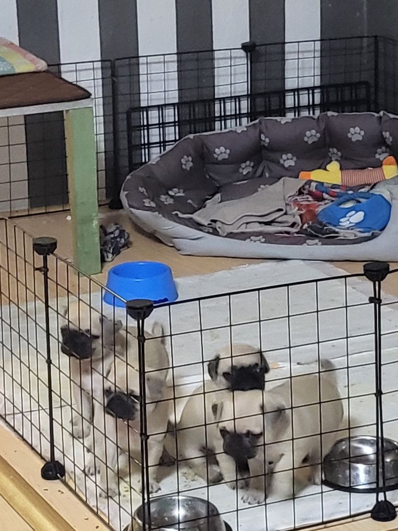 Mops babys Mops babys