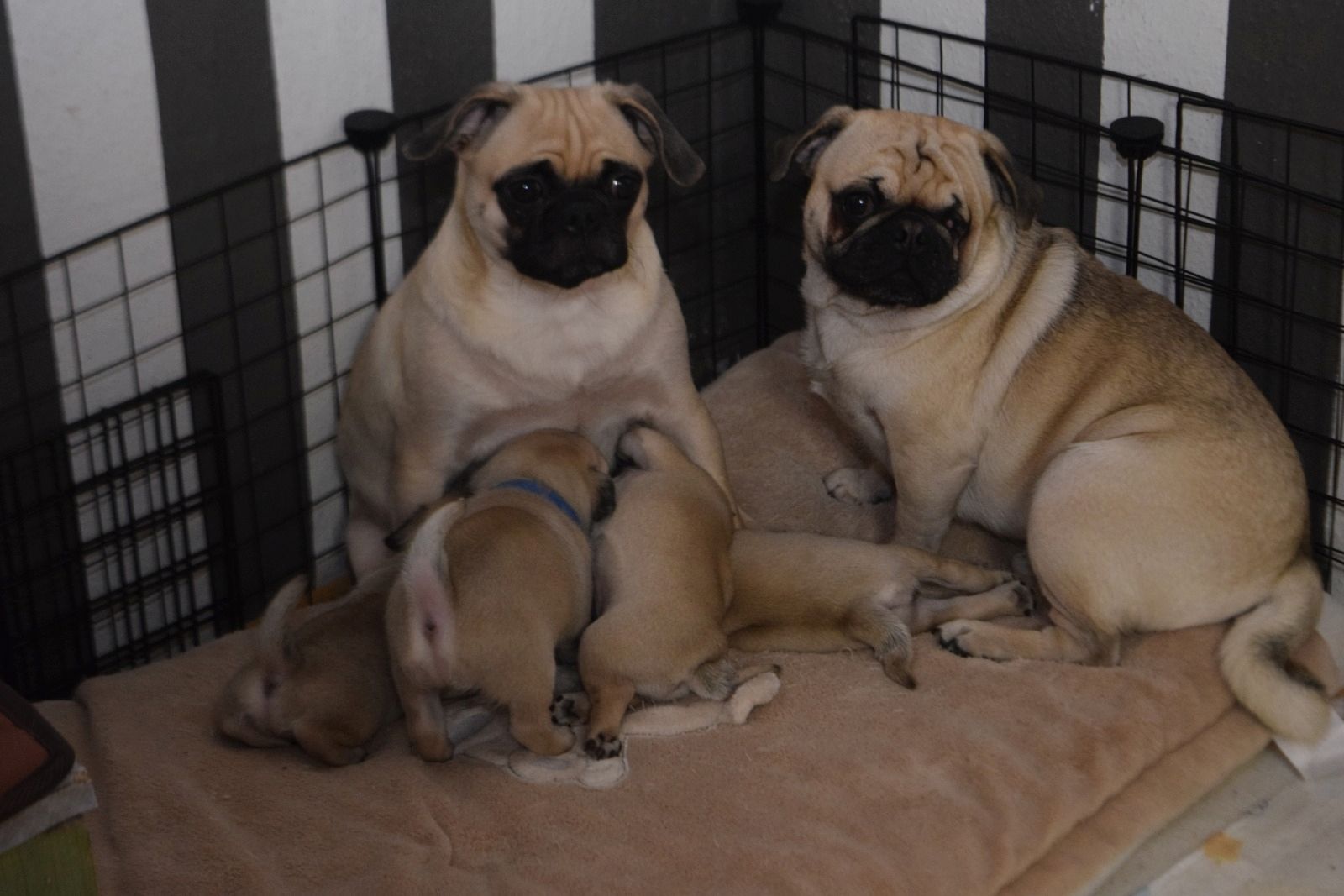 Mops babys Mops babys