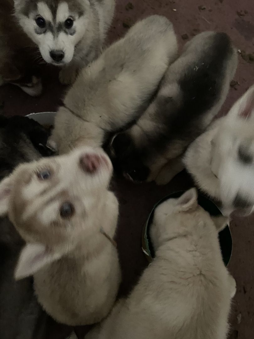 Siberian Husky welpen