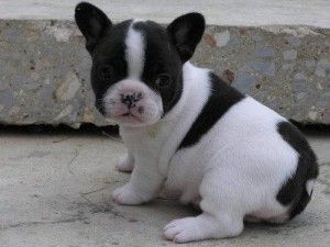 Schattige Franse Bulldog-puppy's voor Kerstmis