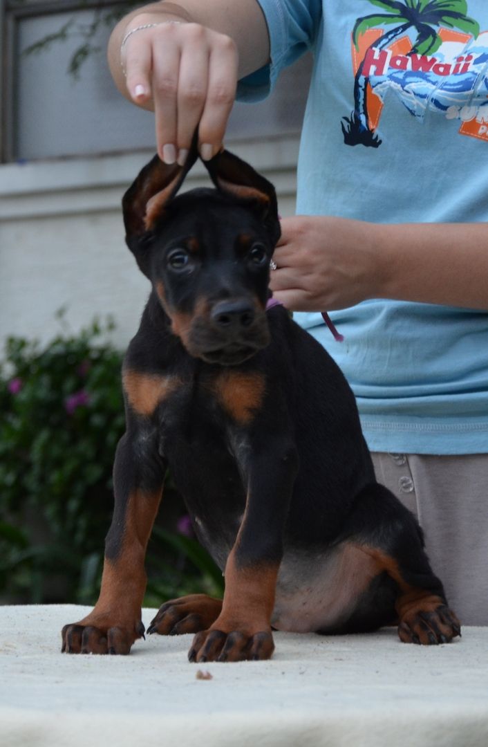 Dobermann welpen Dobermann welpen