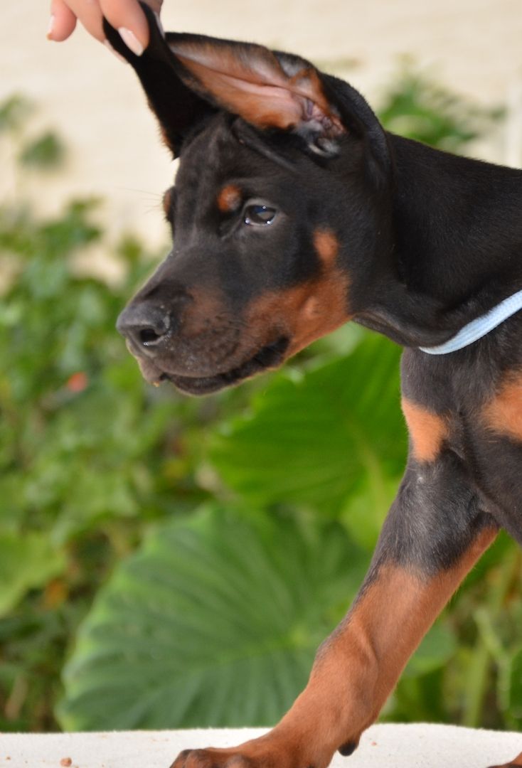 Dobermann welpen Dobermann welpen