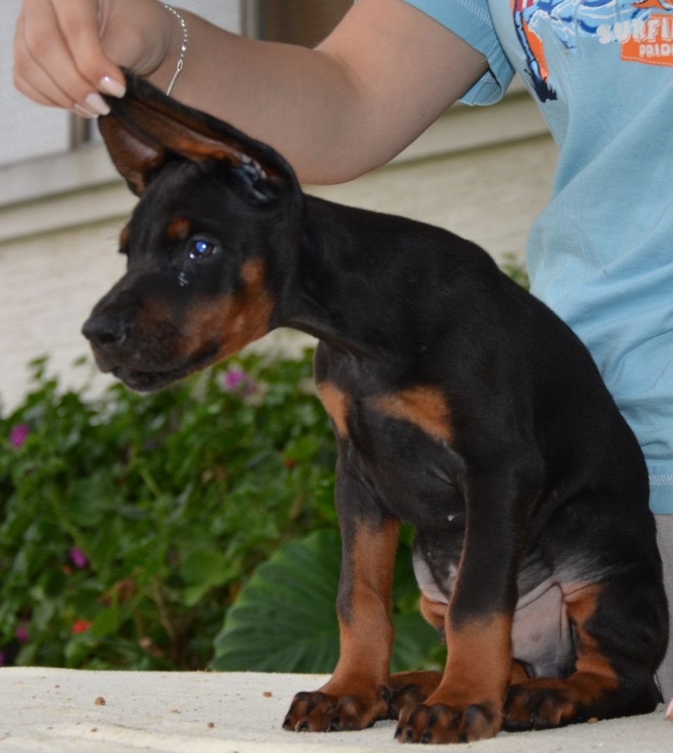 Dobermann welpen Dobermann welpen