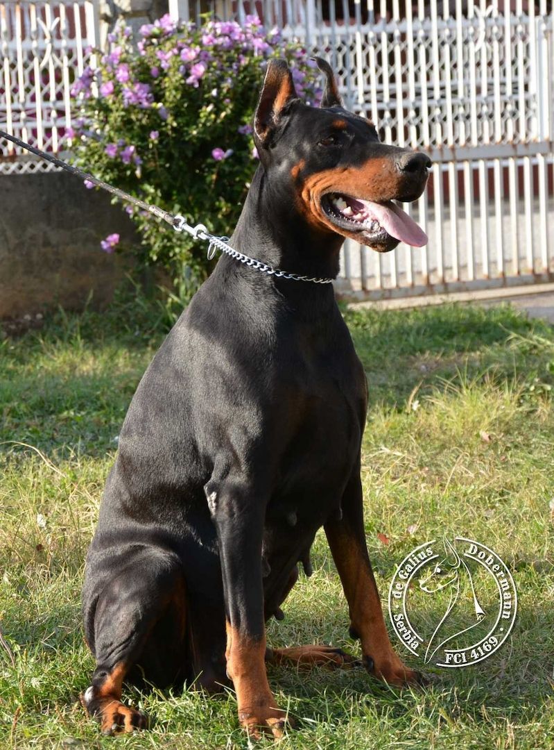Dobermann welpen Dobermann welpen