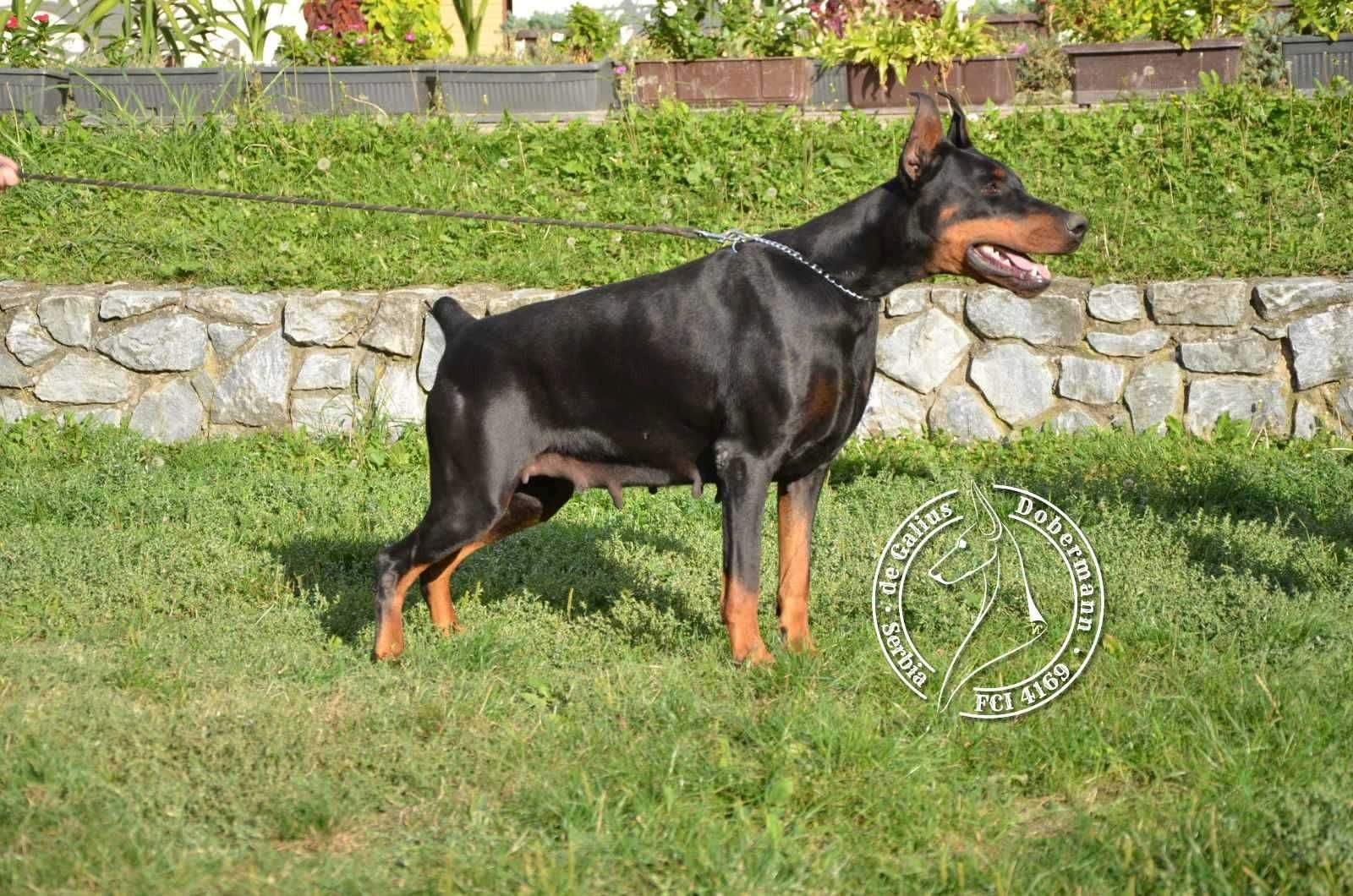 Dobermann welpen Dobermann welpen