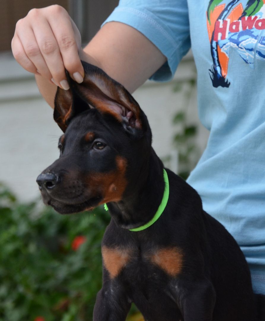 Dobermann welpen Dobermann welpen