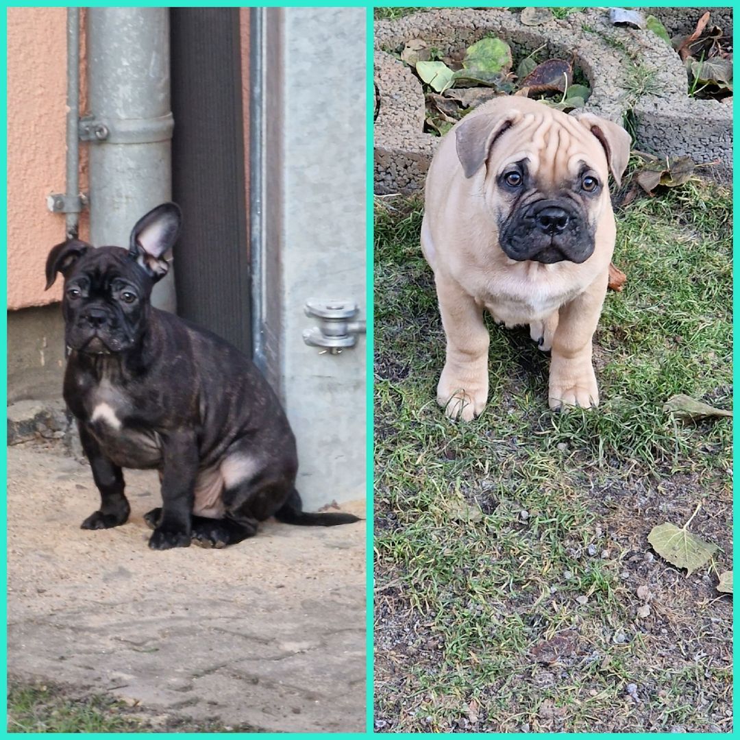 2 Französische Bulldogge Rüden