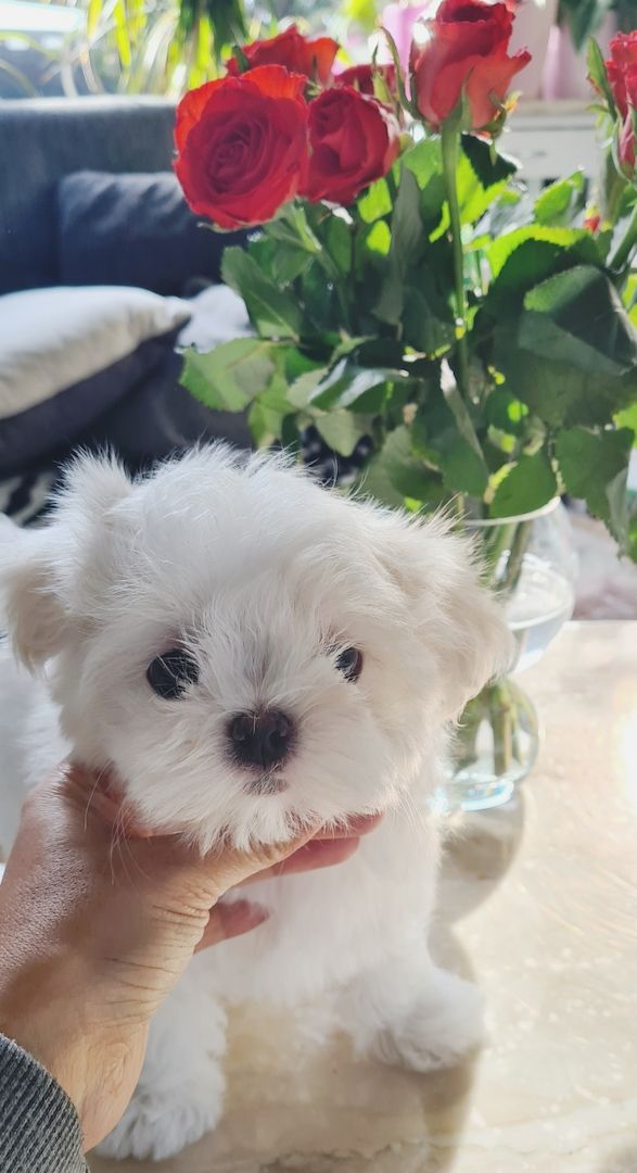 Bildschöne REINRASSIGE Malteser Welpen Püppchen