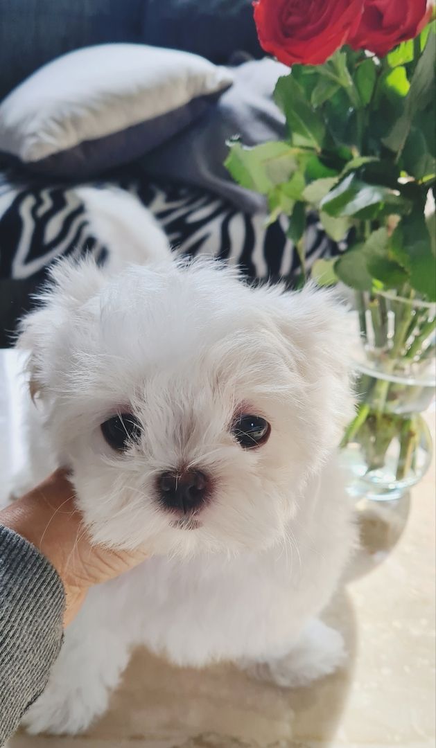 Bildschöne REINRASSIGE Malteser Welpen Püppchen