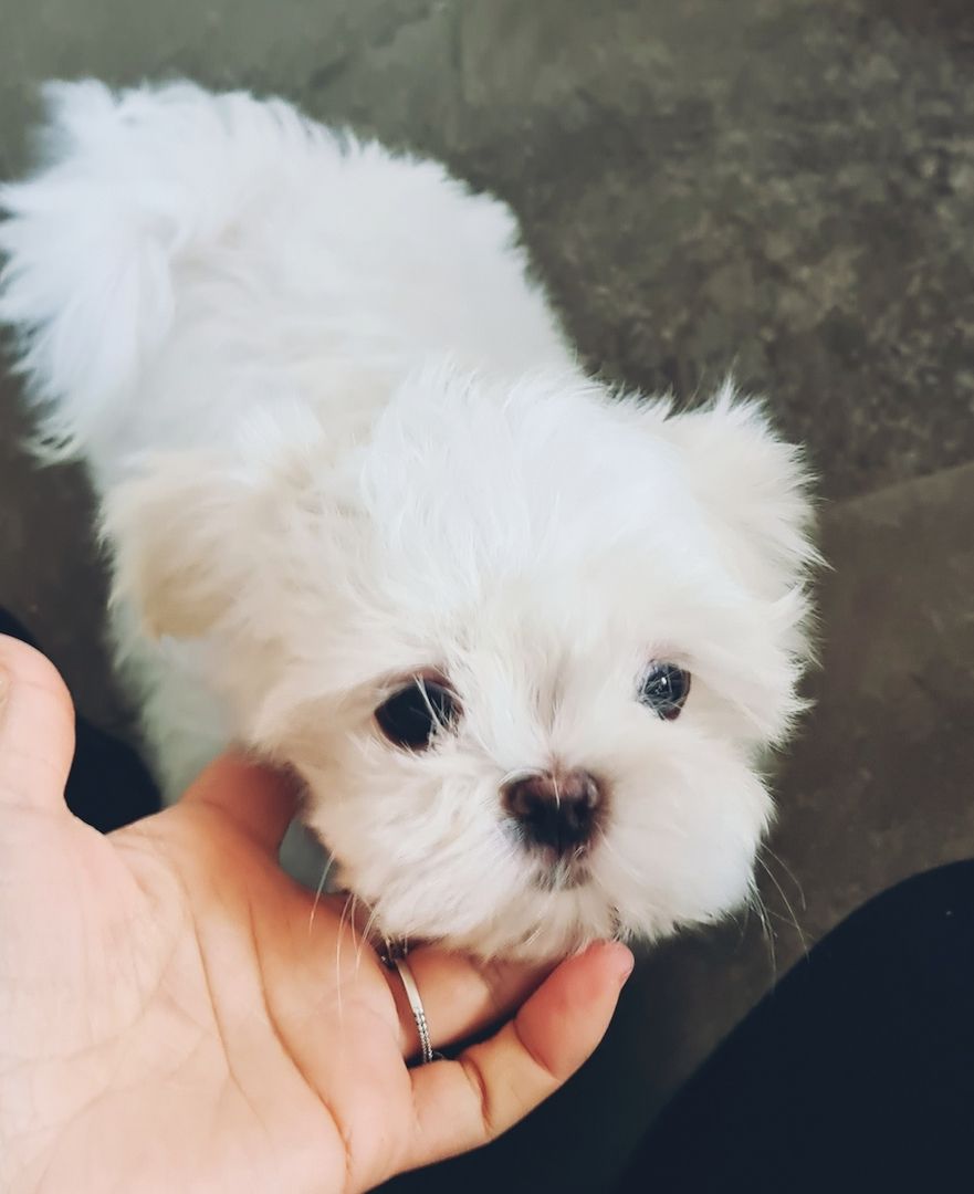 Bildschöne REINRASSIGE Malteser Welpen Püppchen