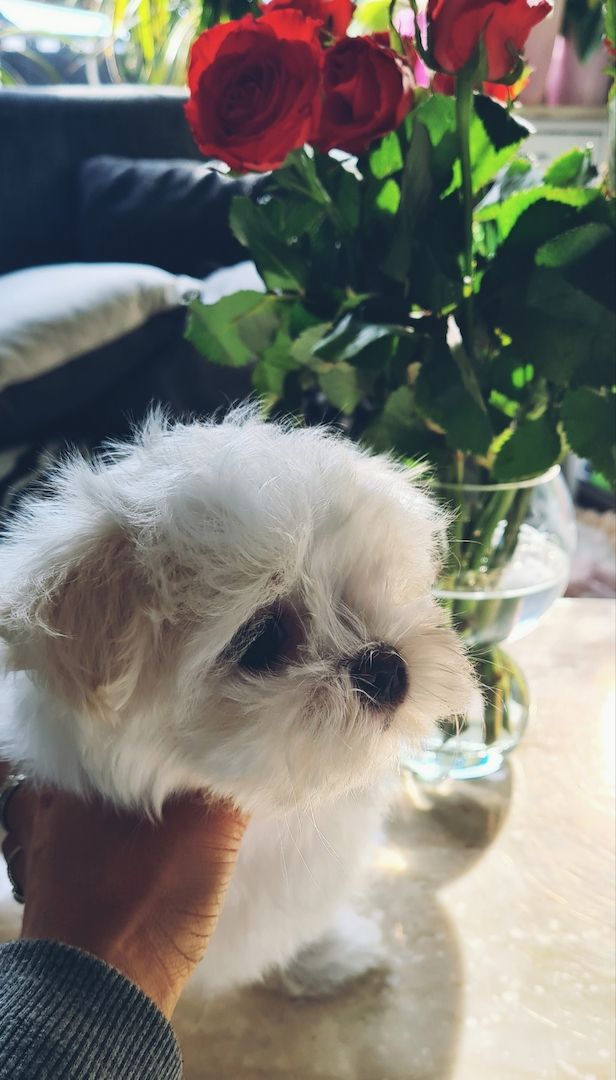 Bildschöne REINRASSIGE Malteser Welpen Püppchen