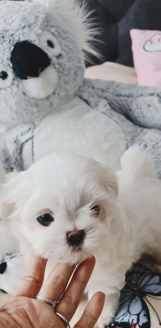 Bildschöne REINRASSIGE Malteser Welpen Püppchen