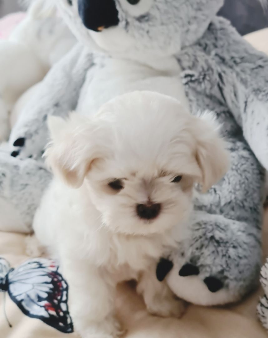 Bildschöne REINRASSIGE Malteser Welpen Püppchen