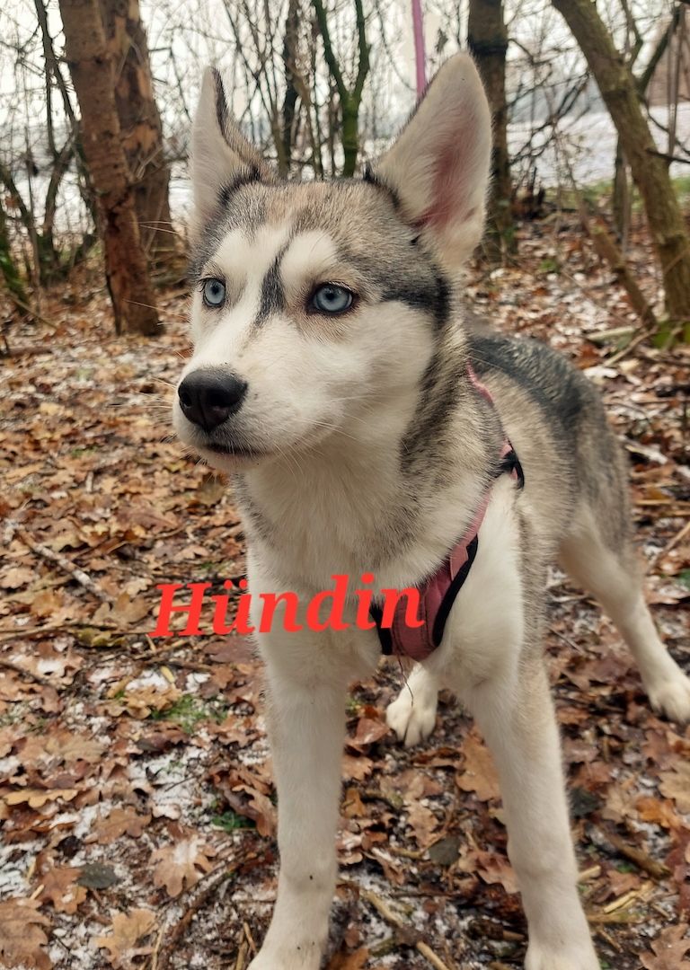 Husky Welpen aus exklusiver Verpaarung suchen liebevolle Familien.