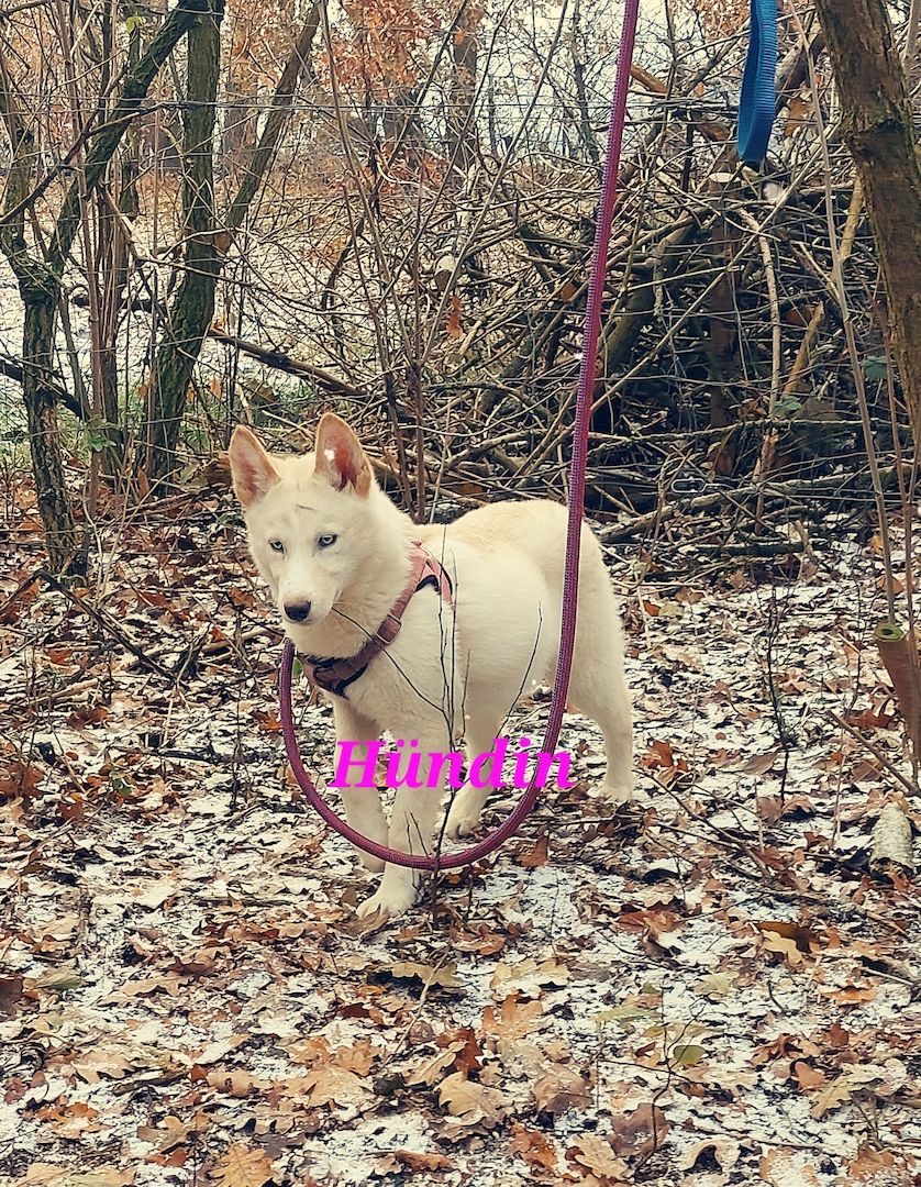 Husky Welpen aus exklusiver Verpaarung suchen liebevolle Familien.