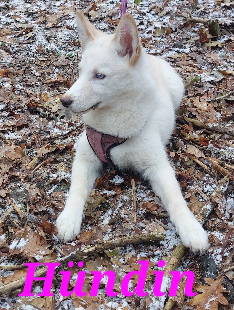 Husky Welpen aus exklusiver Verpaarung suchen liebevolle Familien.