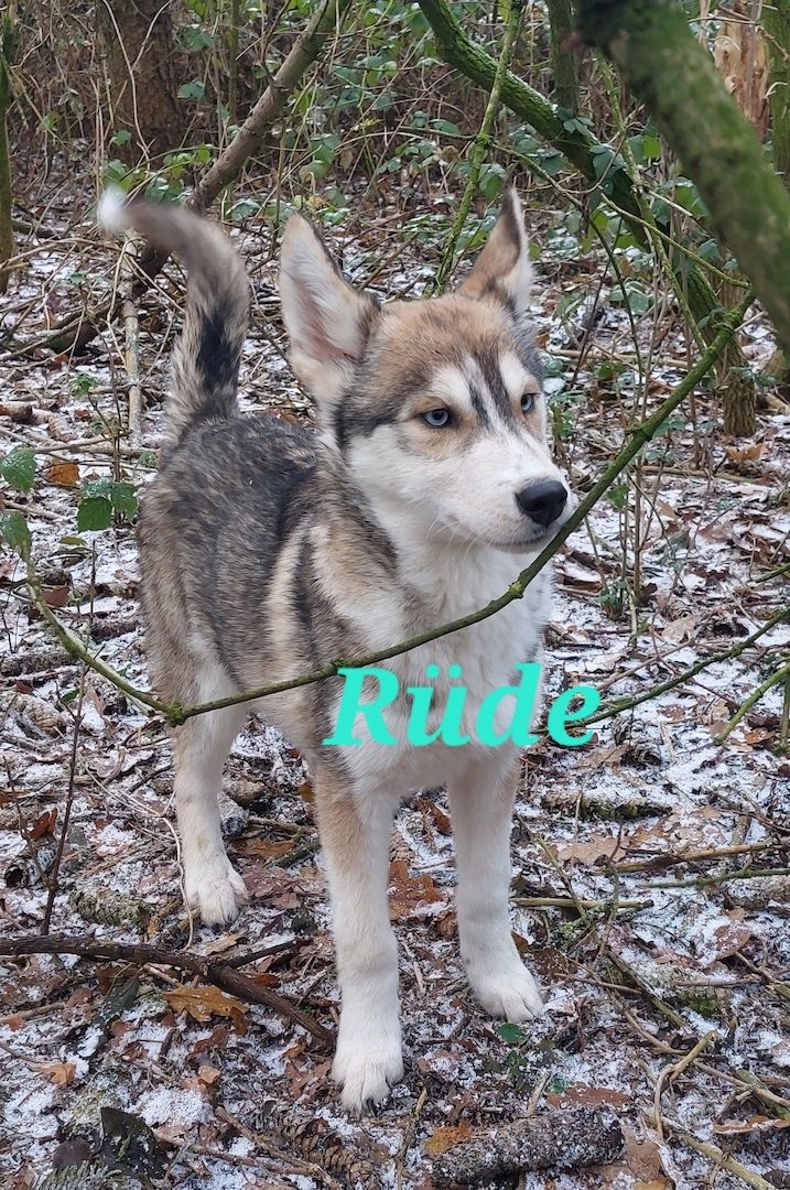 Husky Welpen aus exklusiver Verpaarung suchen liebevolle Familien.