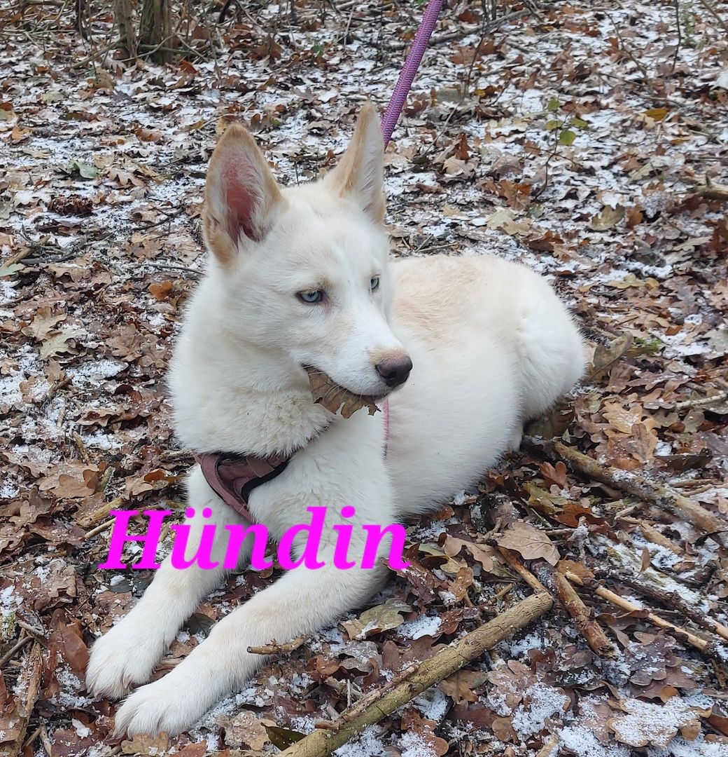 Husky Welpen aus exklusiver Verpaarung suchen liebevolle Familien.