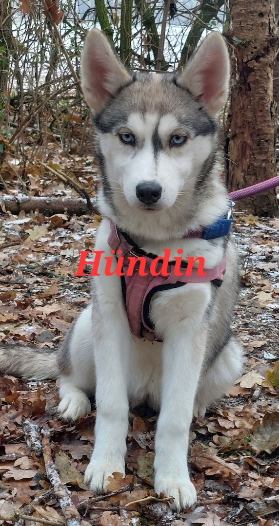 Husky Welpen aus exklusiver Verpaarung suchen liebevolle Familien.