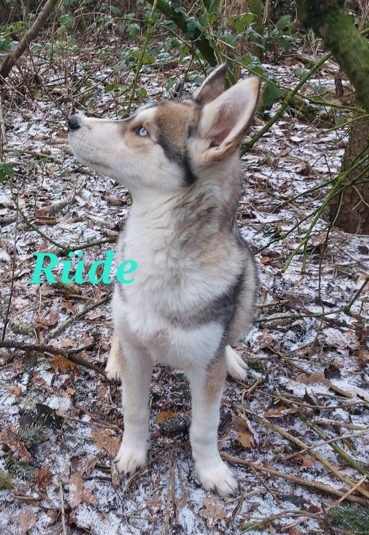 Husky Welpen aus exklusiver Verpaarung suchen liebevolle Familien.