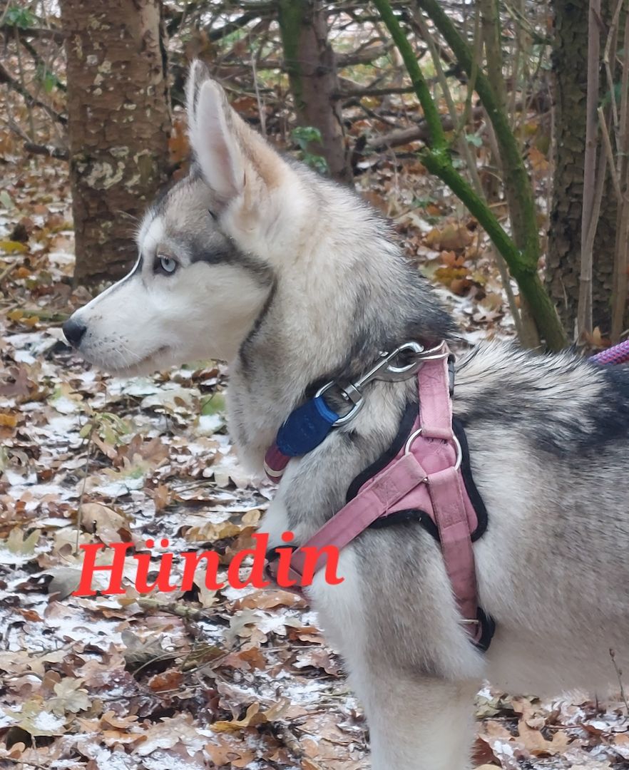 Husky Welpen aus exklusiver Verpaarung suchen liebevolle Familien.